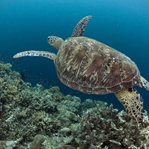 Green Turtle (Chelonia mydas) adult, swimming over reef, Sipadan Island, Sabah, Borneo, Malaysia