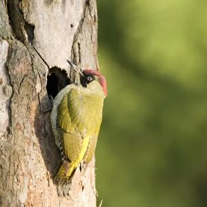 Green Woodpecker (Picus viridis) adult female, clinging to tree trunk at nesthole, England