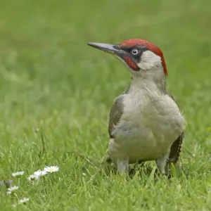 Green Woodpecker Print: Adult Male Anting on Garden Lawn Green Woodpecker Print: Adult Male Anting on Garden Lawn