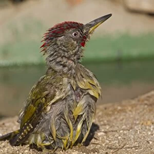 Green Woodpecker (Picus viridis sharpei) adult male, with wet plumage after bathing, Northern Spain, july