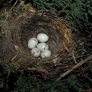 Greenfinch (Carduelis chloris) Nest with five eggs
