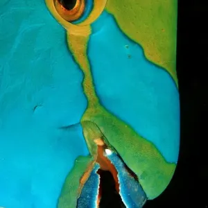Greenthroat Parrotfish Print Greenthroat Parrotfish Print