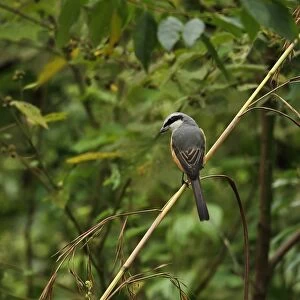 Grey-backed Shrike (Lanius tephronotus) adult, perched on stem, Chiang Dao N. P. Chiang Mai Province, Thailand, November