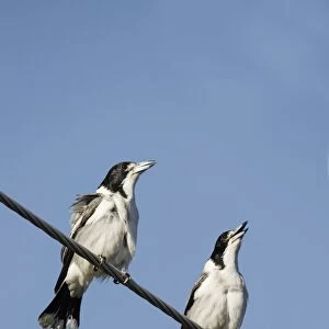 Grey Butcherbird (Cracticus torquatus) two adult males, singing, perched on powerline, Hervey Bay, Queensland