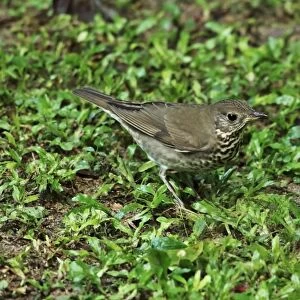 Grey-cheeked Thrush (Catharus minimus) adult, standing on ground, Canopy Lodge, El Valle, Panama, October