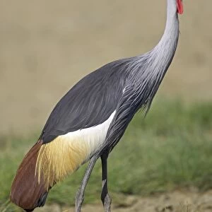 Grey Crowned-crane (Balearica regulorum) adult, Kenya