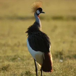 Grey Crowned-crane (Balearica regulorum) adult standing, backlit, Masaii Mara, Kenya Grey Crowned-crane (Balearica regulorum) adult standing, backlit, Masaii Mara, Kenya