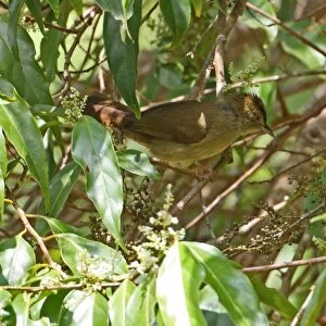 Grey-eyed Bulbul (Iole propinqua) adult, perched in fruiting tree, Kaeng Krachan N. P. Thailand, november