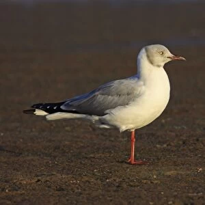 Grey-headed Gull (Chroicocephalus cirrocephalus) adult, breeding plumage, standing on one leg in late afternoon