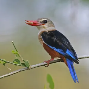 Grey-headed Kingfisher (Halcyon leucocephala) adult male, with grasshopper in beak, perched on stem, Samburu, Kenya Grey-headed Kingfisher (Halcyon leucocephala) adult male, with grasshopper in beak, perched on stem, Samburu, Kenya