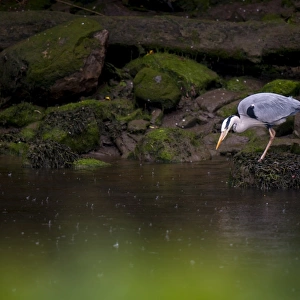 Grey Heron (Ardea cinerea) adult, fishing in tidal river during rainshower, River Coquet, Warkworth, Northumberland