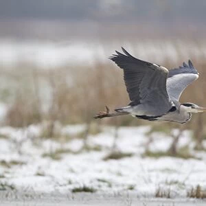 Grey Heron (Ardea cinerea) adult, in flight over snow covered marshland, Suffolk, England, January