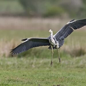 Grey Heron (Ardea cinerea) adult, in flight, with alulas raised, landing on marshland, Suffolk, England, May