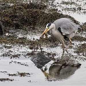 Grey Heron hunting for fish at low tide in seaweed