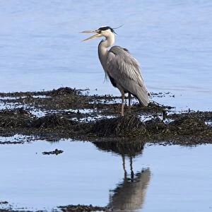 Grey Heron standing on sea shore rocks calling