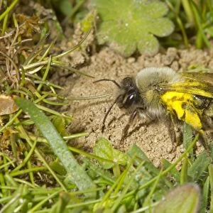 Grey Mining Bee (Andrena vaga) adult female, carrying pollen, extinct in UK since 1946