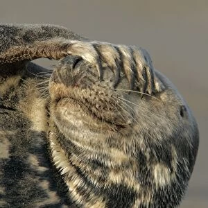 Grey Seal (Halichoerus grypus) adult, resting on beach, close-up of flipper covering eyes, Lincolnshire, England