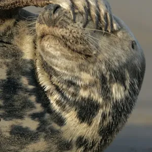 Grey Seal Print, Close-up of Flipper Covering Eyes Grey Seal Print, Close-up of Flipper Covering Eyes