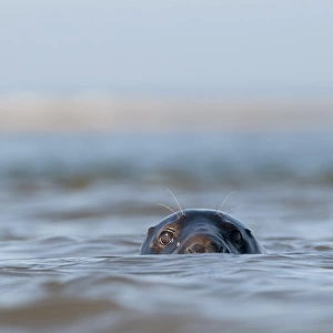 Grey Seal (Halichoerus grypus) adult, head looking out from surface of sea, Blakeney Point, Norfolk, England, october