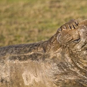 Grey Seal (Halichoerus grypus) adult, covering face with flipper, Donna Nook, Lincolnshire, England, december