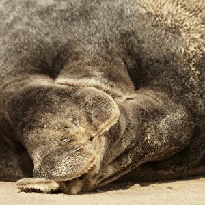 Grey Seal (Halichoerus grypus) adult, close-up of hind flippers, resting on sandbank, Lincolnshire, England, September