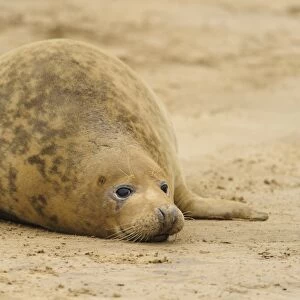 Grey Seal (Halichoerus grypus) adult female, resting on beach, Donna Nook, Lincolnshire, England, November