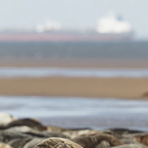 Grey Seal (Halichoerus grypus) group, colony resting on beach, with oil tanker in background, Lincolnshire, England
