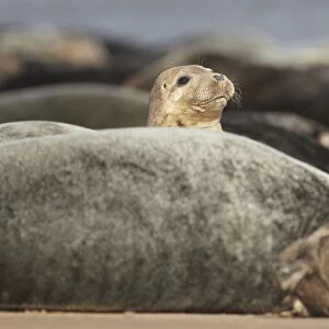 Grey Seal (Halichoerus grypus) immature, looking over colony resting on sandbank, Lincolnshire, England, September