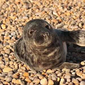 Grey Seal (Halichoerus grypus) injured pup, resting on pebble beach, Chesil Beach, Dorset, England, december