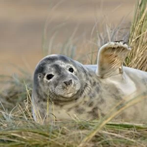 Grey Seal (Halichoerus grypus) pup moulting out of white coat, in sand dunes, Donna Nook, Lincolnshire, England