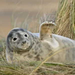 Grey Seal Pup Moulting Print Grey Seal Pup Moulting Print