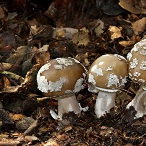 Grey Spotted Amanita (Amanita spissa) fruiting bodies, growing amongst leaf litter in woodland, Leicestershire