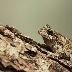 Grey Treefrog (Hyla versicolor) adult, camouflaged on log (captive)