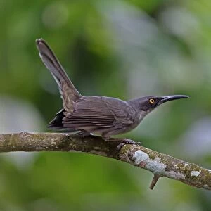 Grey Trembler (Cinclocerthia gutturalis machrorhyncha) adult, perched on branch with tail cocked, Fond Doux Plantation