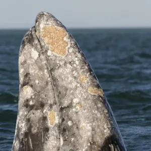 Grey Whale (Eschrichtius robustus) adult, spyhopping, head looking out from water, San Ignacio, Baja California, Mexico Grey Whale (Eschrichtius robustus) adult, spyhopping, head looking out from water, San Ignacio, Baja California, Mexico