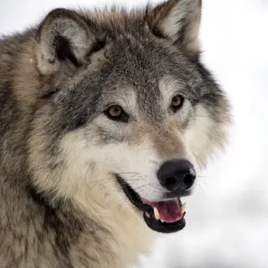 Grey Wolf Print: Close-up Head in Snow Grey Wolf Print: Close-up Head in Snow