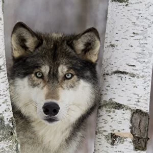 Grey Wolf (Canis lupus) adult, close-up of head, looking out from between birch trees, Minnesota, U. S. A