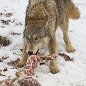 Grey Wolf (Canis lupus) adult female, feeding on White-Tailed Deer (Odocoileus virginianus) prey in snow, Minnesota