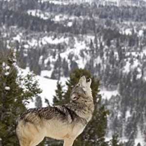 Grey Wolf (Canis lupus) adult, howling, standing in snow, Montana, U. S. A, january (captive)