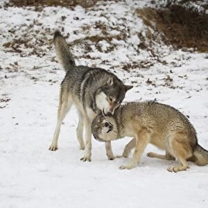 Grey Wolf (Canis lupus) adult pair, female in submissive posture during interaction with alpha male, in snow