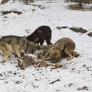 Grey Wolf (Canis lupus) four adults, pack feeding on White-Tailed Deer (Odocoileus virginianus)