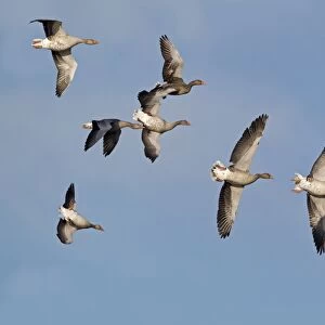 Greylag Goose (Anser anser) flock, whiffling in flight, Minsmere RSPB Reserve, Suffolk, England, september (composite image)