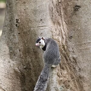 Grizzled Giant Squirrel (Ratufa macroura) adult, at base of tree trunk, Polonnaruwa, Sri Lanka, February