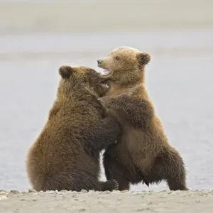 Grizzly Bear (Ursus arctos) two cubs, play-fighting beside water, Alaska, U. S. A Grizzly Bear (Ursus arctos) two cubs, play-fighting beside water, Alaska, U. S. A