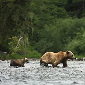 Grizzly Bear (Ursus arctos horribilis) adult female and cub, crossing river in temperate coastal rainforest