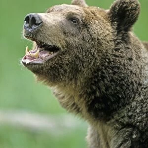 Grizzly Bear (Ursus arctos horribilis) adult male, close-up of head, mouth open