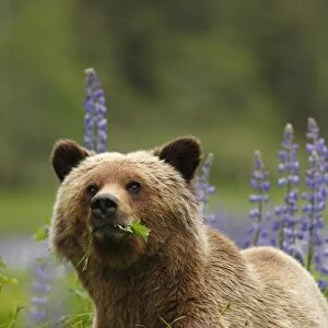 Grizzly Bear (Ursus arctos horribilis) adult, feeding on leaves, standing near Nootka Lupin (Lupinus nootkatensis)