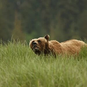 Grizzly Bear (Ursus arctos horribilis) adult, feeding on sedges in clearing of temperate coastal rainforest