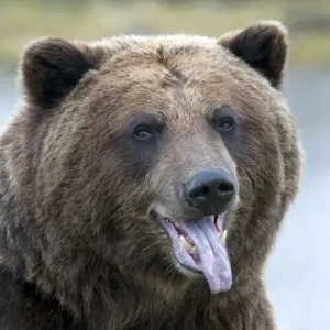 Grizzly Bear Print: Close-up Head with Tongue Out Grizzly Bear Print: Close-up Head with Tongue Out