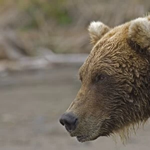 Grizzly Bear (Ursus arctos horribilis) adult, close-up of head, Hallo Bay, Katmai N. P. Alaska, U. S. A